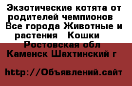  Экзотические котята от родителей чемпионов - Все города Животные и растения » Кошки   . Ростовская обл.,Каменск-Шахтинский г.